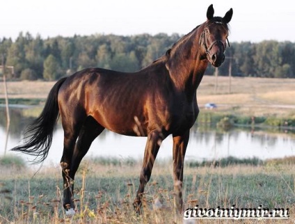 тракененская кінь