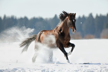 Тракененская порода коней екстер'єр з фото, характер