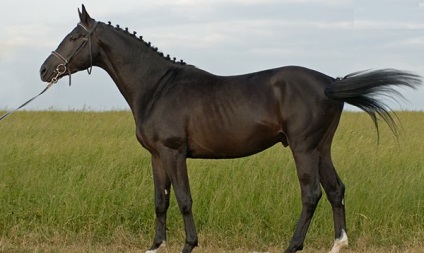 Тракененская порода коней екстер'єр з фото, характер