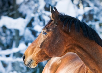 Rasa trakehner de cai exterior cu fotografie, personaj