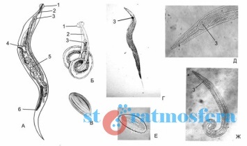 Factori de transfer de virusi Bacterii Fungi Miracle al sistemului imunitar uman