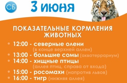 Трьохлапий кіт знайшов новий будинок в бібліотеці Кембриджа - новини домашні тварини, вибір, догляд і