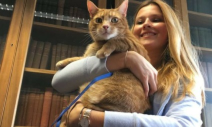 Трьохлапий кіт знайшов новий будинок в бібліотеці Кембриджа - новини домашні тварини, вибір, догляд і