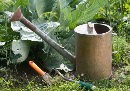 Trichoderma verida descriere, compoziție, instrucțiuni de utilizare