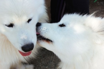 Locuri turistice din regiunea Chelyabinsk - Centrul Husky - Aquilon