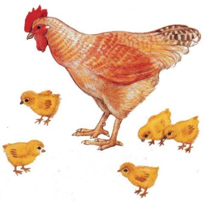 Hen a tojások kikelnek a csibék - a kép 613-48 (vett) Hen a tojások kikelnek a csibék - a kép 613-48