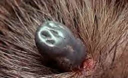 O mușcătură de acarieni de câine este piroplasmoza (piroplasma canis)