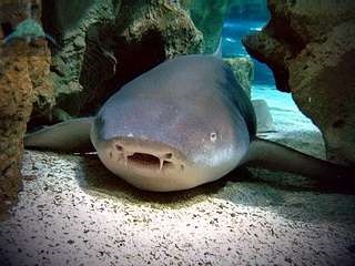 Moustached Shark Nanny