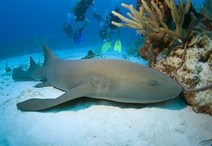 Moustached rechin-asistenta (Lat