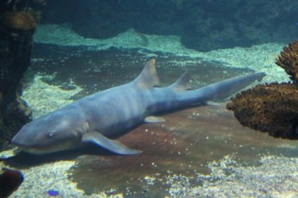 Вусата акула-нянька (лат