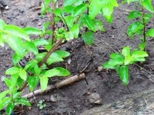 Догляд за дейція полив, підживлення, обрізка, підготовка до зими, день дачника