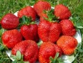 Îngrijirea căpșunilor în timpul înfloririi și fructării