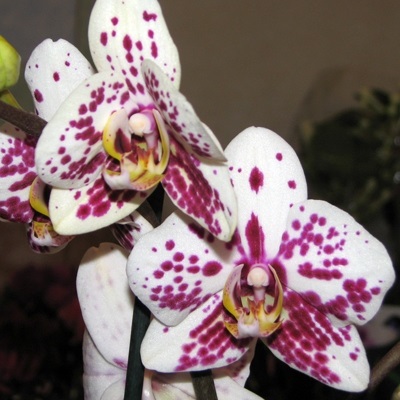 Orhideea de îngrijire reguli de bază și posibile probleme
