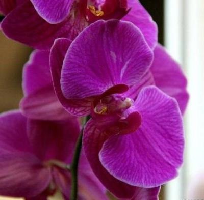 Догляд за орхідеями основні правила та можливі проблеми