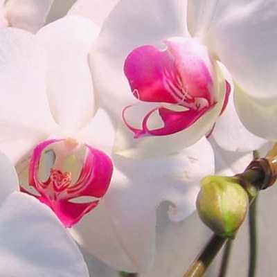 Gondozása orchideák alapszabályok és az esetleges problémák