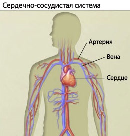 Aflați cum funcționează inima - portal medical eurolab