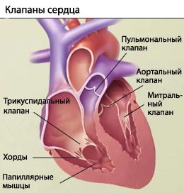 Aflați cum funcționează inima - portal medical eurolab