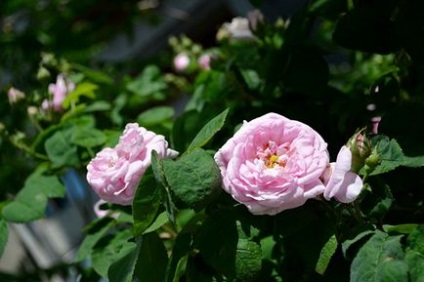 Варення з пелюсток троянд