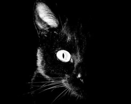 În casă există o pisică neagră