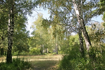 Pădurea Velikoanadolsky 1