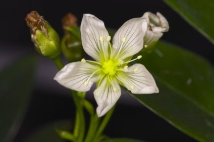 Венерина мухоловка - dionaea muscipula - хижі рослини - квіти - сад і город - дикий дачник