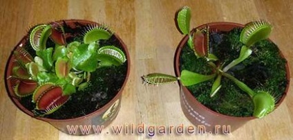 Venus flytrap - dionaea muscipula - plante ruinare - flori - grădină și grădină de legume - rezident sălbatic de vară