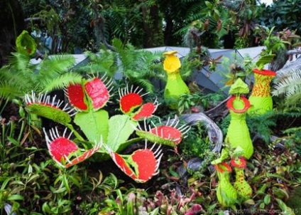 Venus flytrap - dionaea muscipula - plante ruinare - flori - grădină și grădină de legume - rezident sălbatic de vară