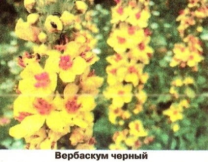 Verbaskum - grădini din Siberia