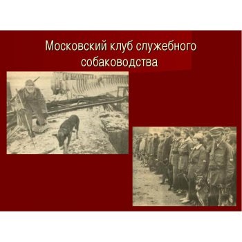 Hűséges háború kutyáit (jobbra) Hűséges háború kutyáit