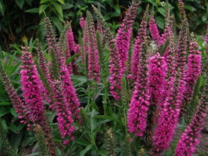 Veronica spicata, засаждане и грижи