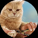 Asistență veterinară pentru pisici, tratamentul pisicilor la domiciliu și în clinică