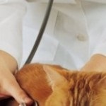 Centrul zoologic veterinar din Marfino pe strada botanică - un apel al medicului veterinar către casă, toate clinicile veterinare din Moscova