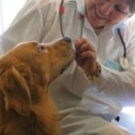 Centrul zoologic veterinar din Marfino pe strada botanică - un apel al medicului veterinar către casă, toate clinicile veterinare din Moscova