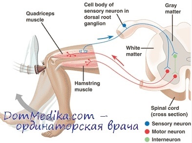 Tipuri de reflexe profunde