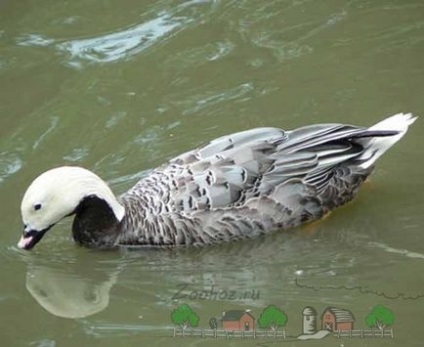 Види і породи диких гусей їх опис, фото і відео