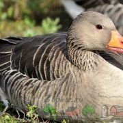 Állatfaj és fajta vadludak leírások, képek és videó