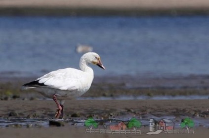 Види і породи диких гусей їх опис, фото і відео