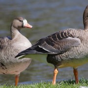 Види і породи диких гусей їх опис, фото і відео