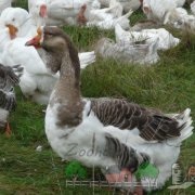 Види і породи диких гусей їх опис, фото і відео