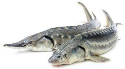 Види осетрових риб опис представників і відмінності