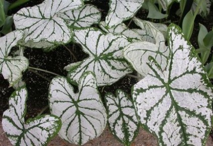 Termesztés Caladium kert (fotó 60) magról nyílt terepen, az országban, grade, leírás,