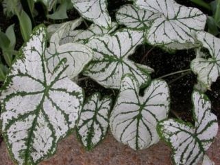 Termesztés Caladium kert (fotó 60) magról nyílt terepen, az országban, grade, leírás,