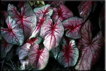 Отглеждане Caladium градина (снимка 60) от семена в открито поле, в страната, клас, описанието,