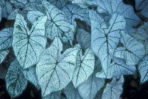Вирощування каладиума в саду (60 фото) з насіння, у відкритому грунті, на дачі, сорту, опис,
