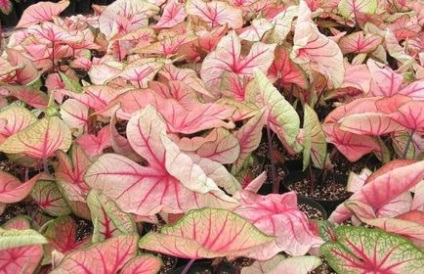 Termesztés Caladium kert (fotó 60) magról nyílt terepen, az országban, grade, leírás,