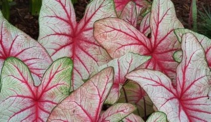 Termesztés Caladium kert (fotó 60) magról nyílt terepen, az országban, grade, leírás,