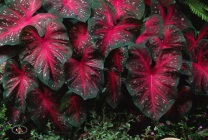 Вирощування каладиума в саду (60 фото) з насіння, у відкритому грунті, на дачі, сорту, опис,