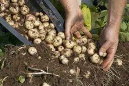 Cultivarea cartofilor în butoaie, saci