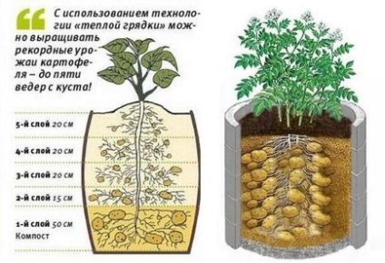 Cultivarea cartofilor în butoaie, saci