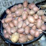 Вирощування картоплі в бочках, мішках
